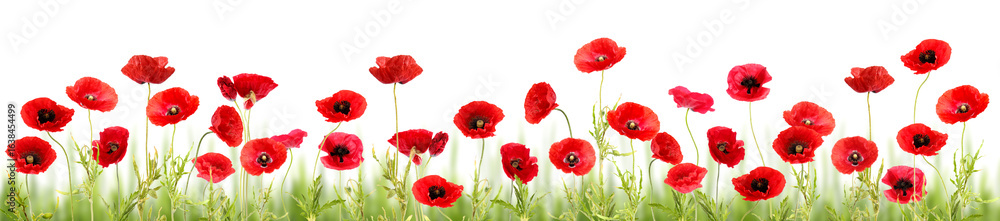Obraz premium Red poppies on white background. Wild flowers