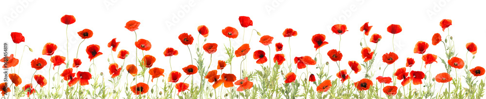 Fototapeta premium Red poppies on white background. Wild flowers