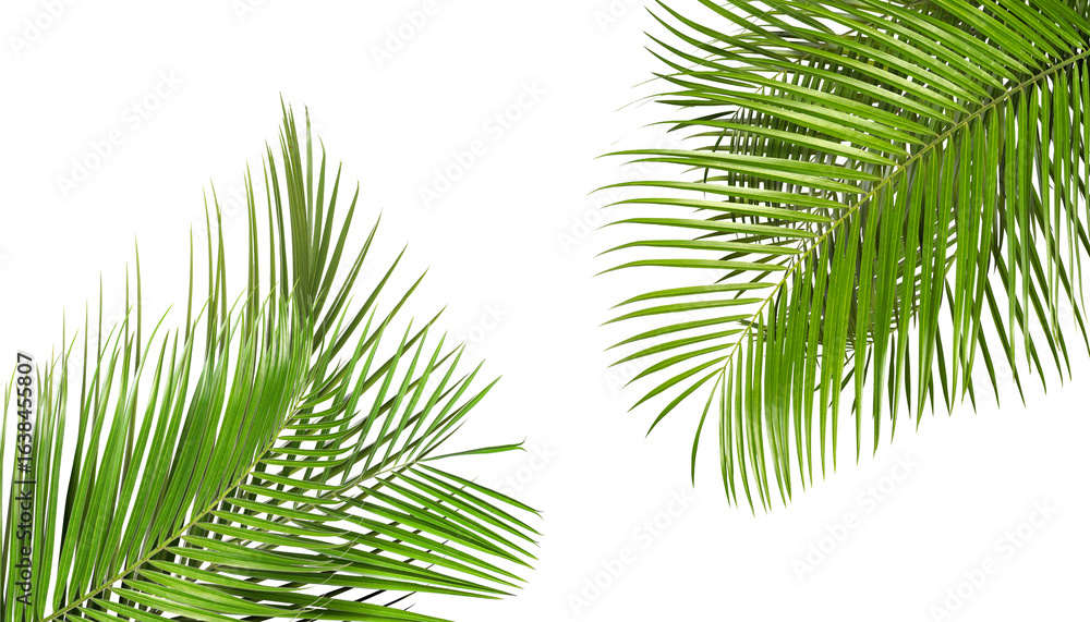 Fototapeta premium Bright green palm leaves on white background. Tropical plant