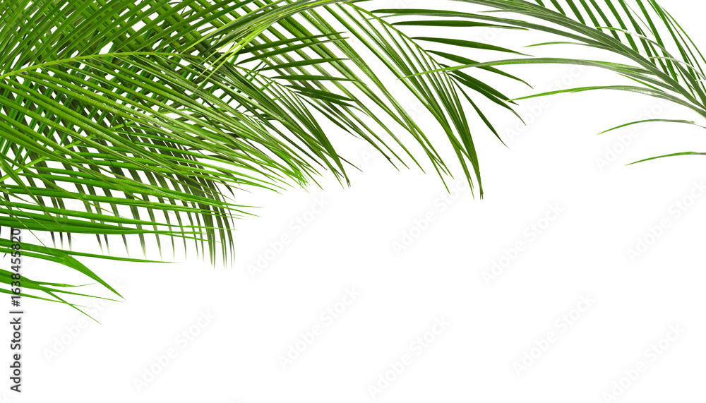 Obraz premium Bright green palm leaves on white background. Tropical plant