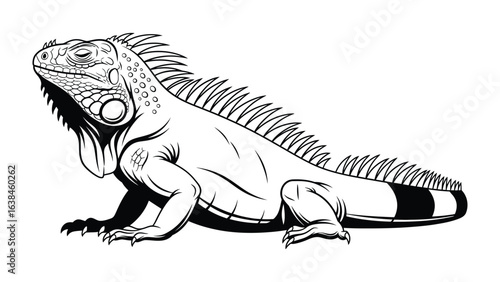 Detailed Iguana Illustration: Intricate monochrome illustration of an iguana, showcasing its scaled skin, spiky dorsal crest, and serene demeanor, bringing forth an image of reptilian life and beauty.