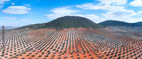Olive groves (Olea europaea) in Mora de Toledo, La Mancha region, Castile-La Mancha, Spain, Europe