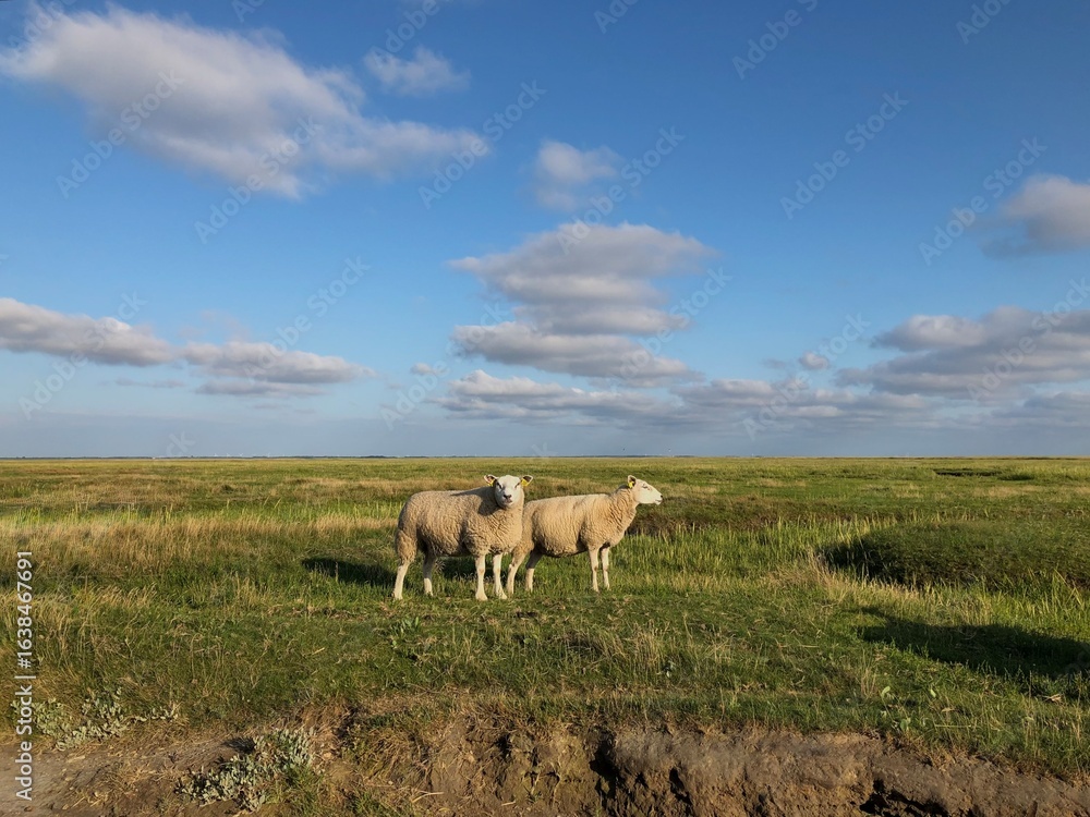 Fototapeta premium Flock of sheep grazing in rural landscape
