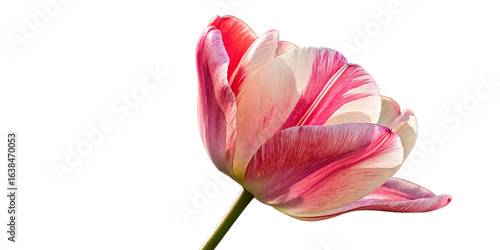 Wallpaper Mural pink tulip isolated on white Torontodigital.ca