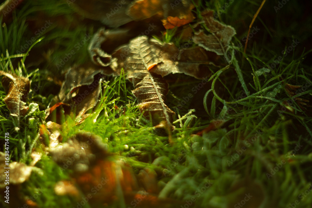Frosty Leaves Resting Comfortably on Grass in the Beautiful, Enchanting Glow of Morning Light Frosty Leaves Resting Comfortably on Grass in the Beautiful, Enchanting Glow of Morning Light