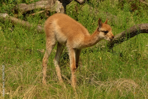 vicuna calf