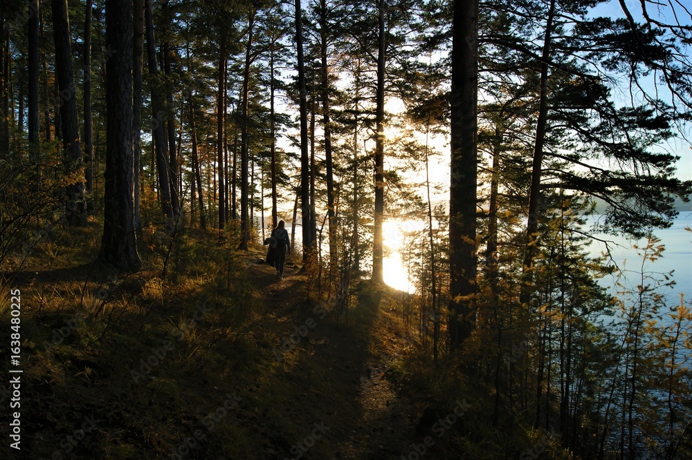 Fototapeta premium Sunset hike along serene lakeside forest trail with golden light filtering through trees