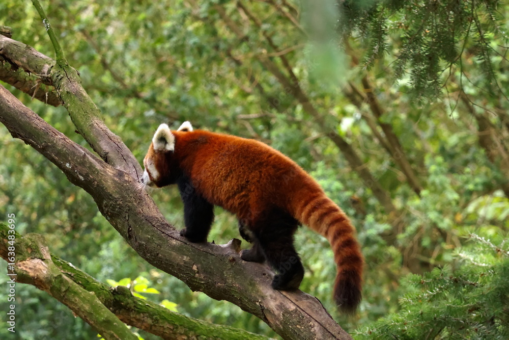 Naklejka premium red panda in tree