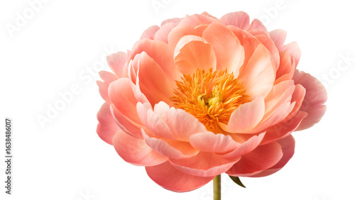 A vibrant coral peony bloom showcasing its intricate petals against a stark black background