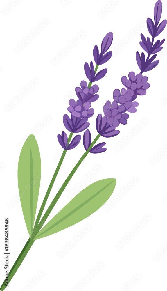 Fototapeta premium Vibrant purple lavender sprig with green leaves on black background