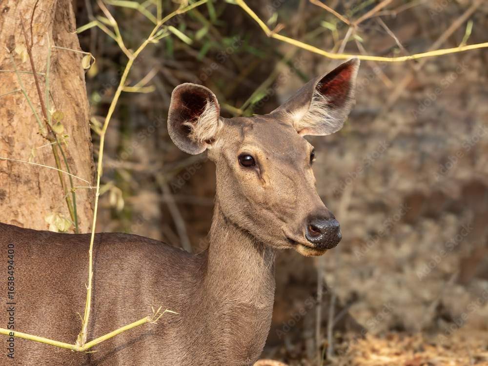 closeup portrait shot of a female sambar deer in a natural habitat clear eyes closeup portrait shot of a female sambar deer in a natural habitat clear eyes