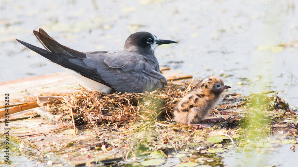 Fototapeta premium black winged blackbird