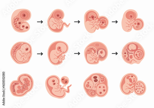 Illustration of Human Embryonic and Fetal Development Stages, including single and twin pregnancies, depicting the biological growth process.