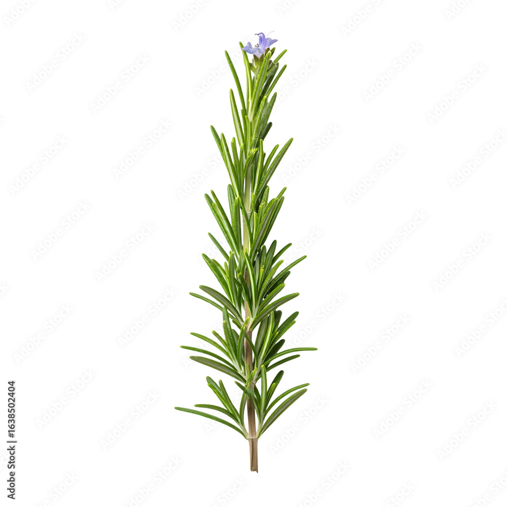 Naklejka premium Fresh Rosemary Sprig with Tiny Purple Flower on Black isolated on a transparent background