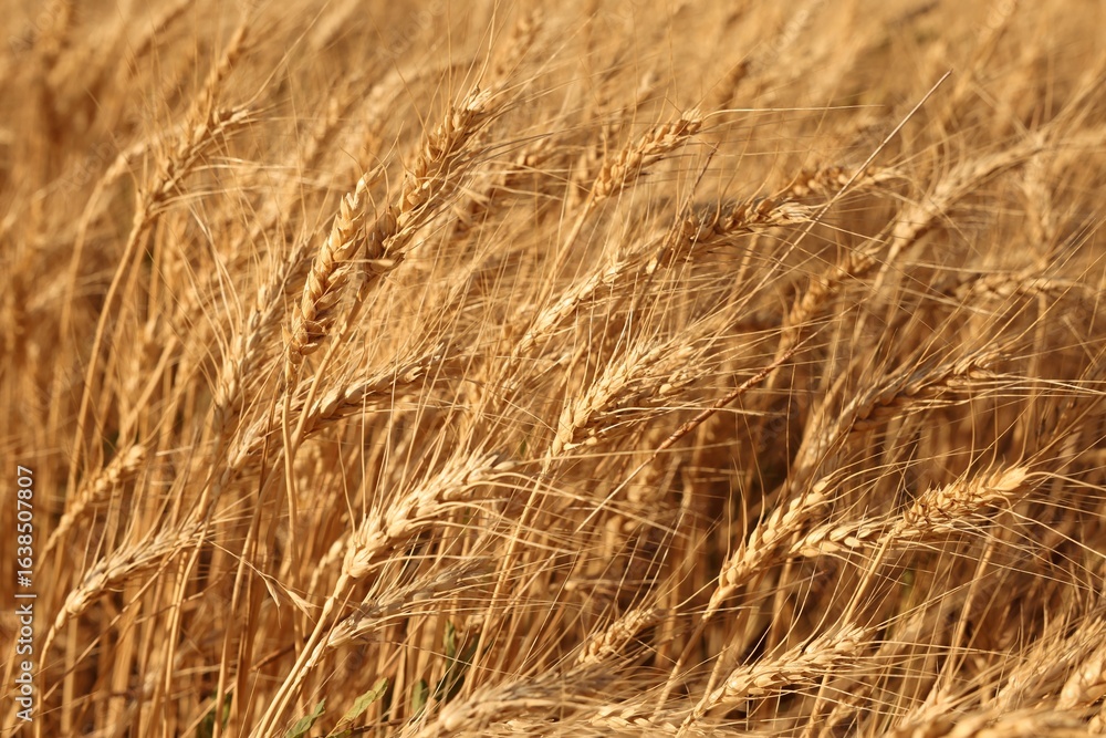 Fototapeta premium Golden wheat ears growing in field, closeup