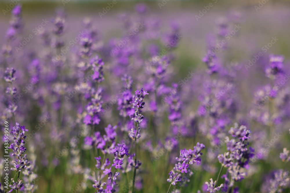 Beautiful blooming lavender flowers growing in field, closeup Beautiful blooming lavender flowers growing in field, closeup