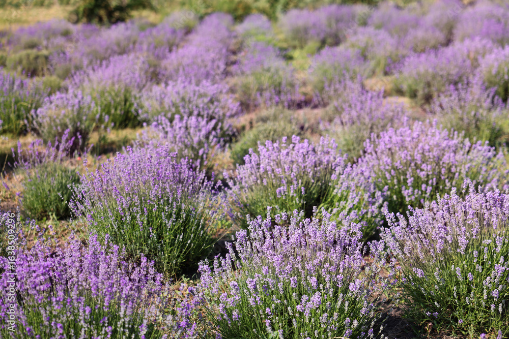 Fototapeta premium Beautiful blooming lavender flowers growing in field