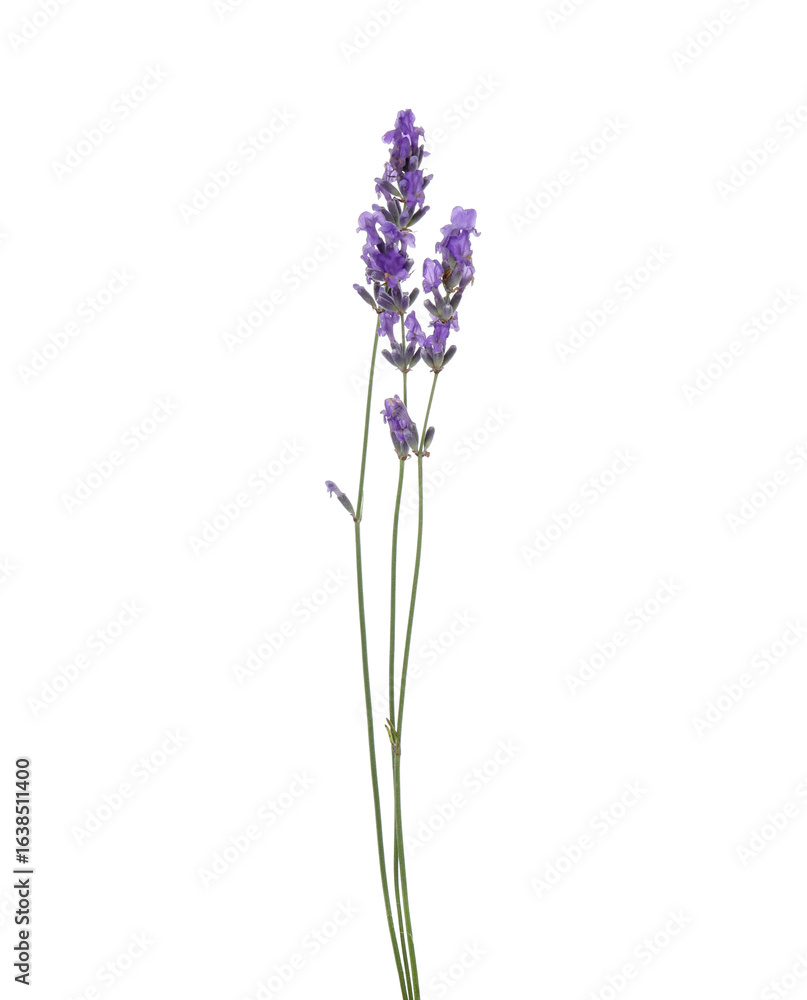 Obraz premium Beautiful aromatic lavender flowers isolated on white