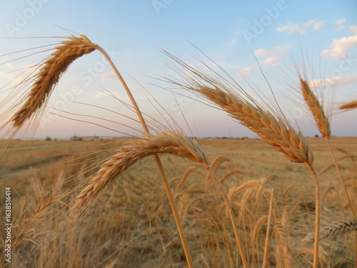 Harvested grain fields filled with straw drying to make bales