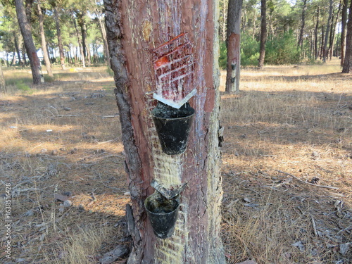 Traditional resin extraction system for the pine sap industry