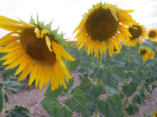 fields of large, natural, ecological, yellow flowering sunflowers