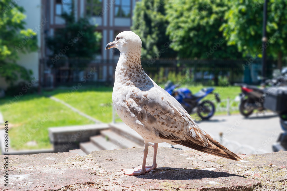 Fototapeta premium An urban seagull on a sunny day, perched on a stone wall with motorcycles and green trees in the background. 