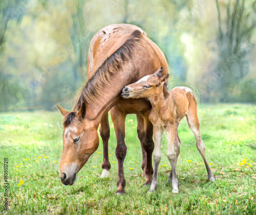 Newborn Appaloosa horse foal baby animal with adult female mare horse. Stylized digital photo art. 