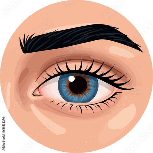 Human eye closeup with blue iris and natural eyebrow vector illustration 