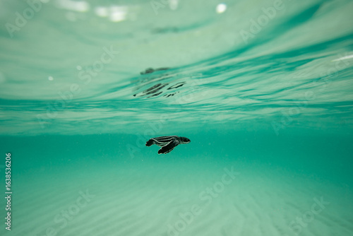 Leatherback Sea Turtle hatchling swimming in the ocean underwater