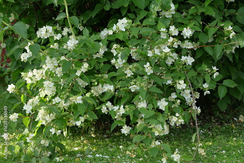 White philadelphus coronarius flowers with green leaves. Also called English dogwood.