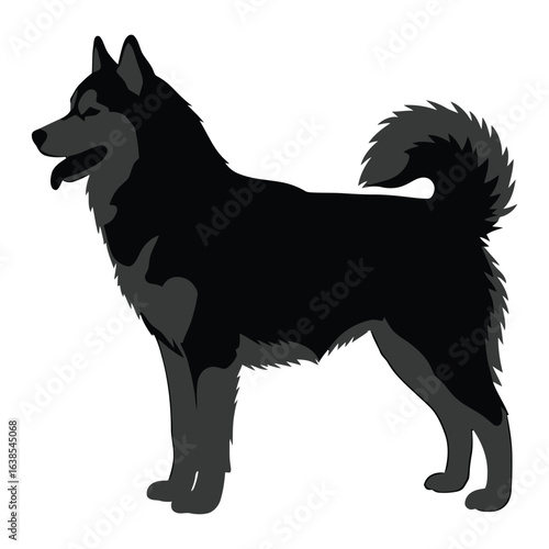 A striking black and gray husky dog stands proudly posing for the camera