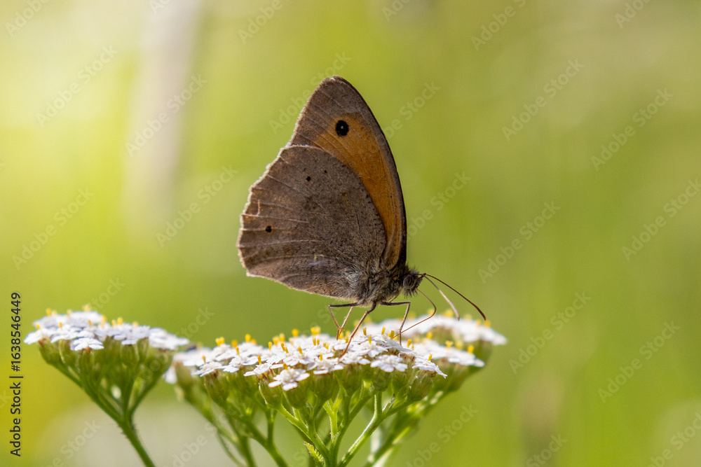 Fototapeta premium butterfly on a flower