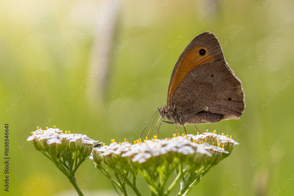Obraz premium butterfly on a flower