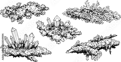 Nature elements sketch with lichen patches and snowflake crystals for artistic design
