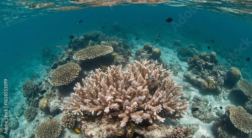 Wallpaper Mural Vibrant coral reef teeming with life Torontodigital.ca