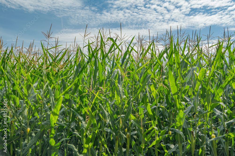 Obraz premium Lush green cornfield under a bright summer sky with scattered clouds, symbolizing rural agriculture, crop growth, and the beauty of the countryside