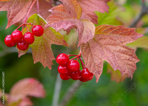 Autumn clusters of bright red Viburnum opulus berries hanging among reddish leaves, captured in a close-up view that emphasizes seasonal colors and natural beauty