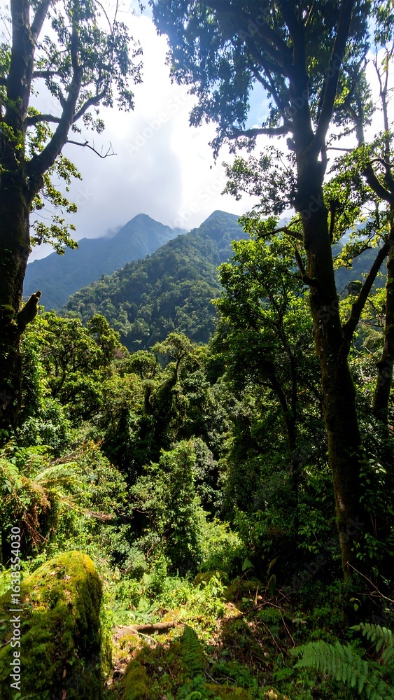 Fototapeta premium Lush forest view of misty mountains