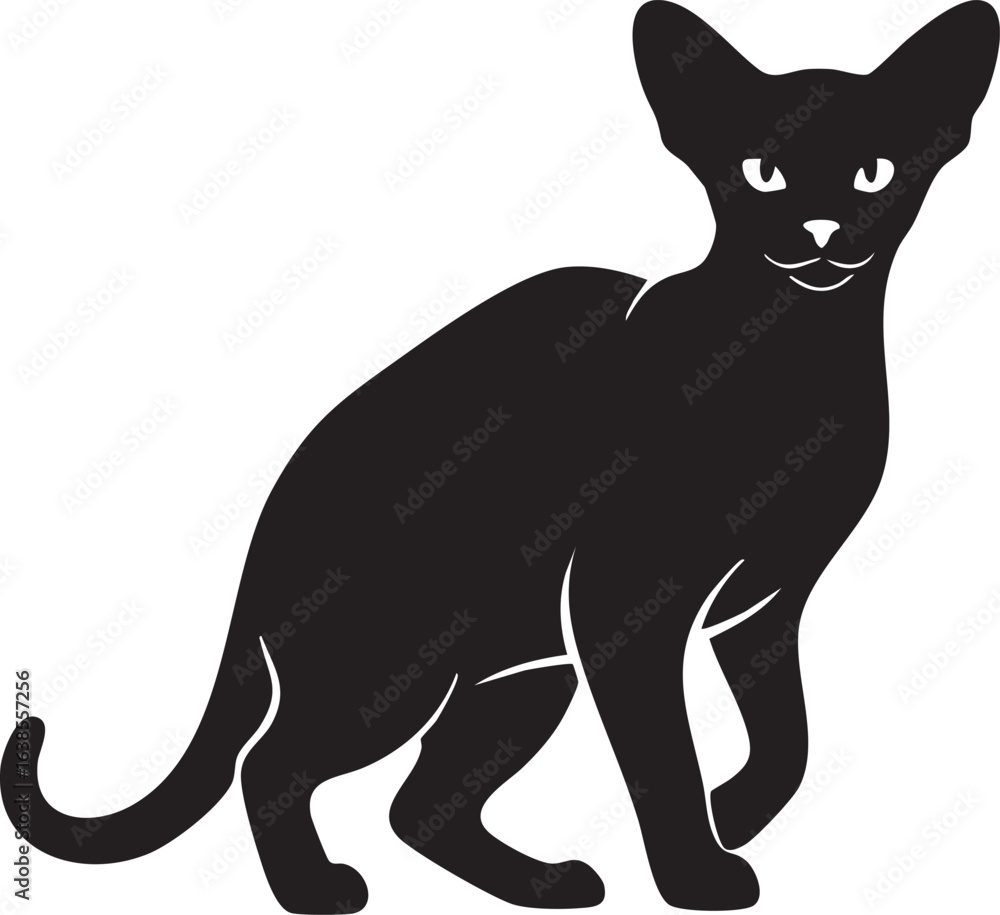 Fototapeta premium Elegant black oriental shorthair cat silhouette