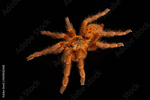 Closeup of the orange baboon tarantula Pterinochilus murinus (red colour form), a spider species from Southern and Eastern Africa photographed on black background.