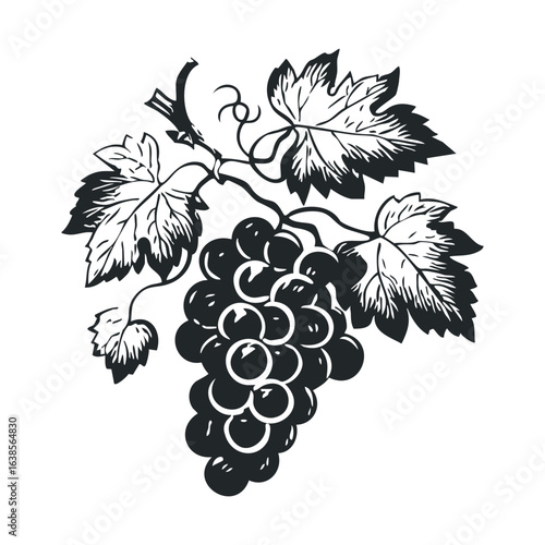 Vintage black and white grapevine illustration with leaves and grapes