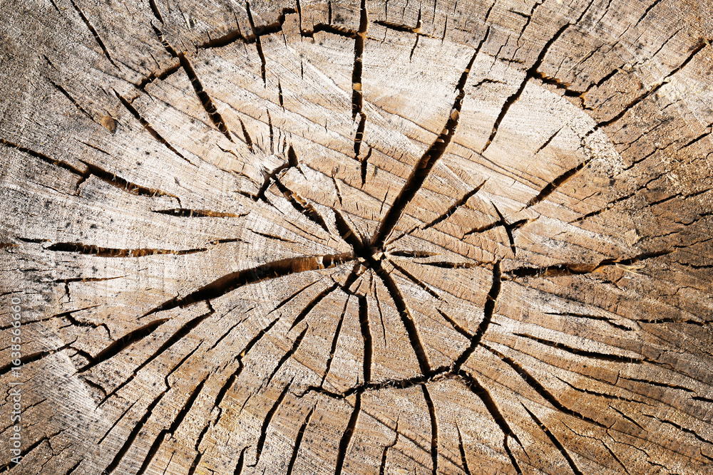 Fototapeta premium Tree trunk cross section with visible annual growth rings and natural cracks. Detailed wood texture background. Symbol of age and time passage in nature. Rustic material for design.