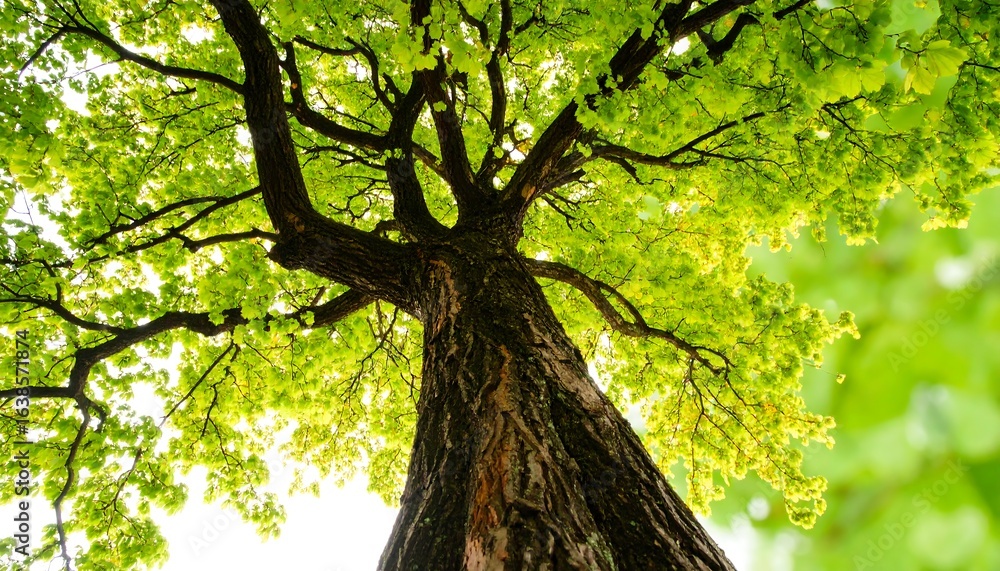 Fototapeta premium Lush green tree canopy reaching towards the sky.