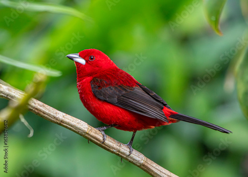 Braziliian Tanager or Tiê-Sangue bird of the Atlantic Forest - Male - South East Brazil - South America (Ramphocelus bresilia)