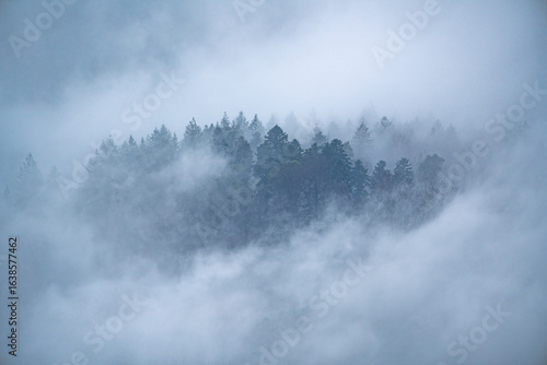 A mysterious and atmospheric view of a forest emerging from a dense blanket of fog in the German Black Forest, evoking a sense of tranquility and solitude.
