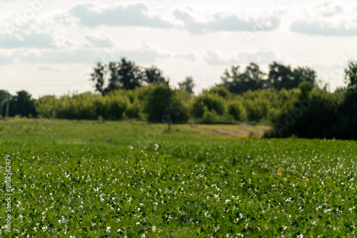Photos Lush green field with flowering plants and a wooded area under a cloudy sky duri