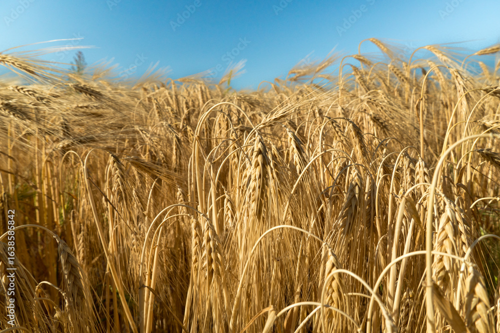 Ταπετσαρία Golden wheat field swaying gently under the clear blue sky during a sunny summer