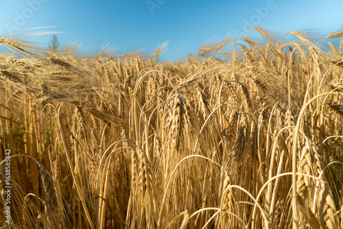 фотографія Golden wheat field swaying gently under the clear blue sky during a sunny summer