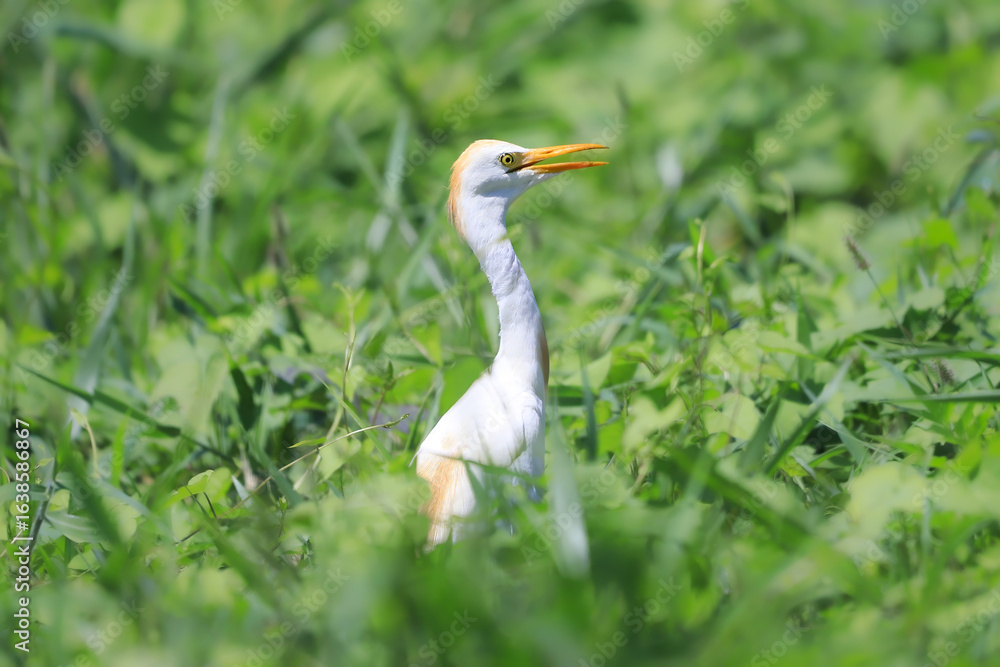 Western Cattle-Egret at Lake Apopka Western Cattle-Egret at Lake Apopka