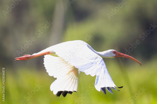 White Ibis in Flight 